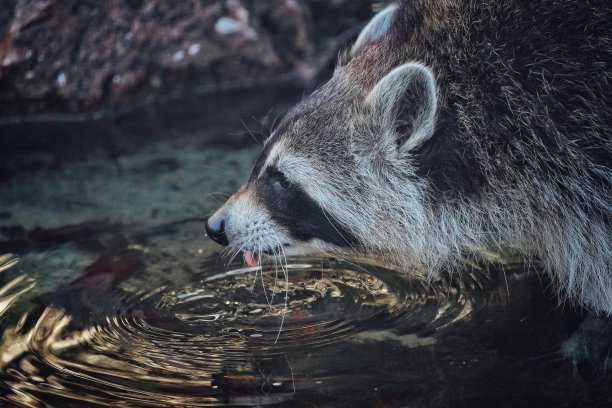 一只浣熊在池塘里喝水图片下载