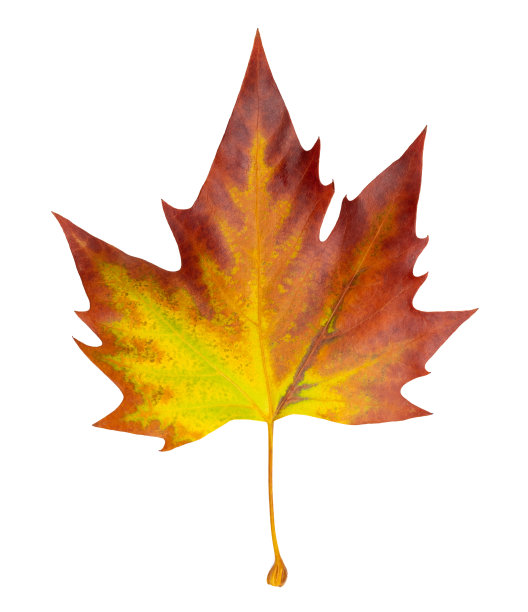 梧桐秋叶褐色图片下载