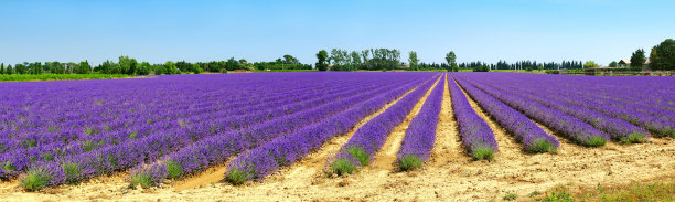 一大片薰衣草田的全景图片下载