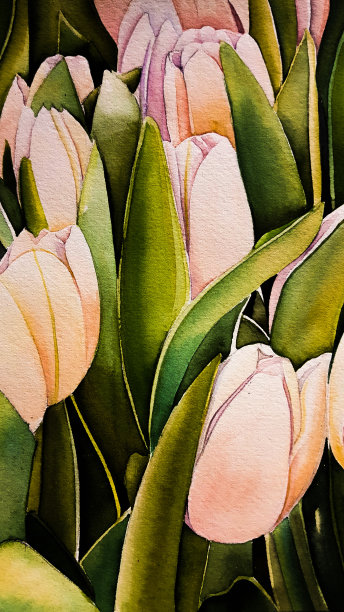 花,郁金香图片下载