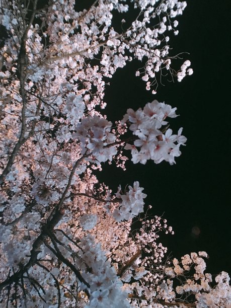 樱花在夜晚盛开图片下载