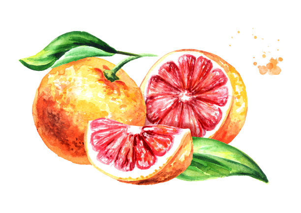 鲜嫩多汁的葡萄柚，切成薄片，切片。水彩手绘插图，孤立的白色背景图片下载