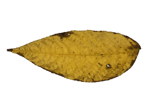 秋天的叶子图片下载