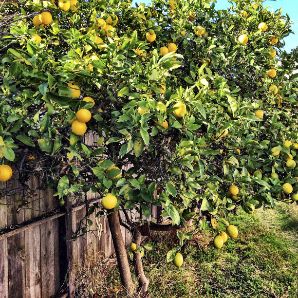 柠檬树和篱笆图片下载