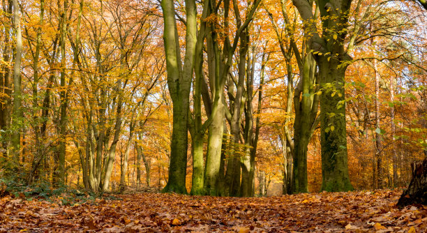 秋天，彩色森林中的山毛榉树。高分辨率图片图片下载