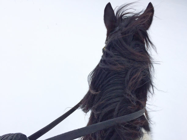 在风雪中被骑下的马图片下载