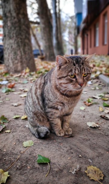 灰色的猫图片下载
