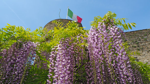 贝加莫，意大利，老城。城堡和盛开的紫藤花图片下载