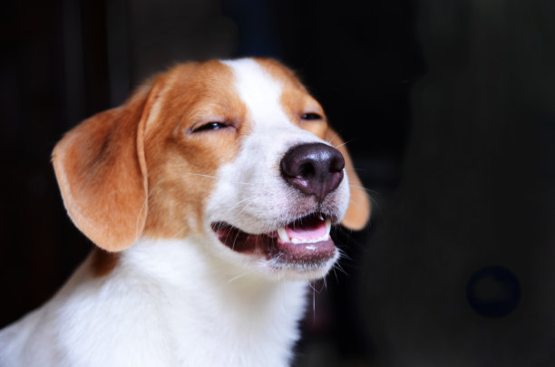 一只会笑的狗狗,图片下载