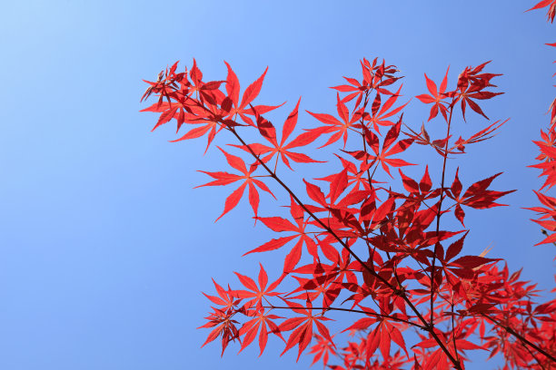 枫叶在蓝天上图片下载