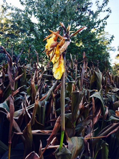 美国乡村社区图片下载