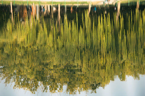 水面上柳树的倒影图片下载