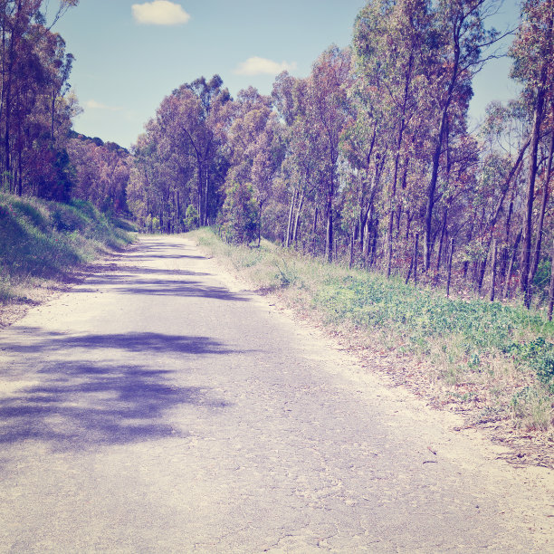 森林之路图片下载