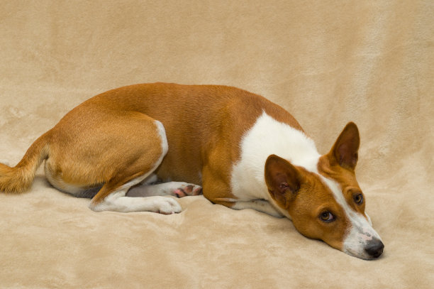 可爱的basenji躺在柔软的床单上图片下载