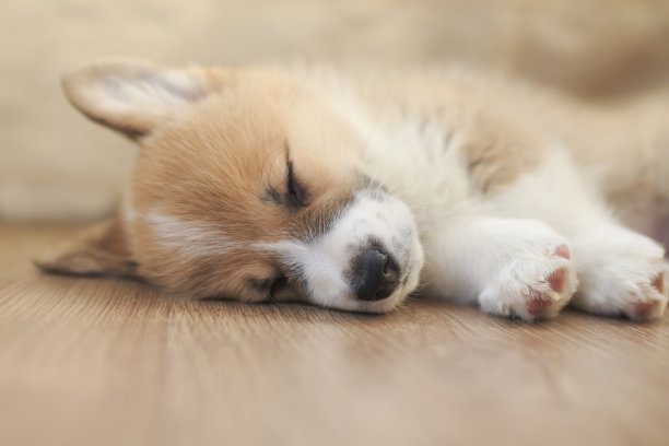 可爱的自制柯基小狗伸开小爪子，安静地睡在房子的木地板上图片下载