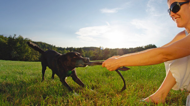 镜头光晕:可爱的边境牧羊犬和它微笑的女主人在外面玩耍。图片下载