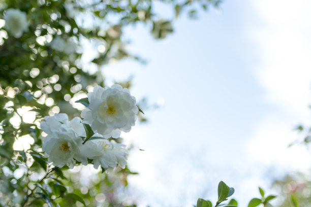 山茶花花图片下载