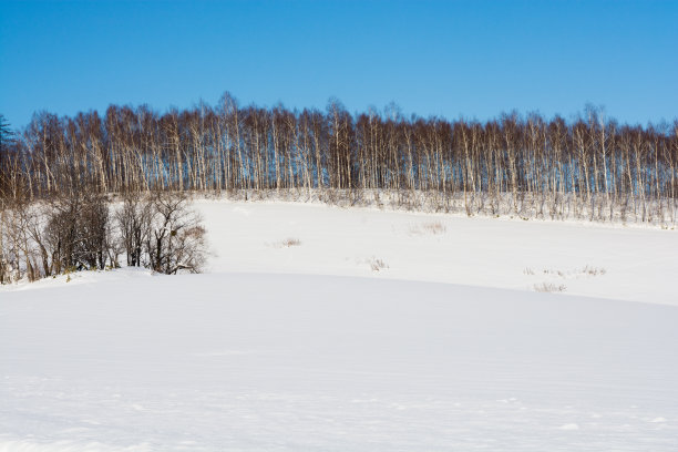 白雪皑皑的田野和白桦林映衬着蓝天图片下载