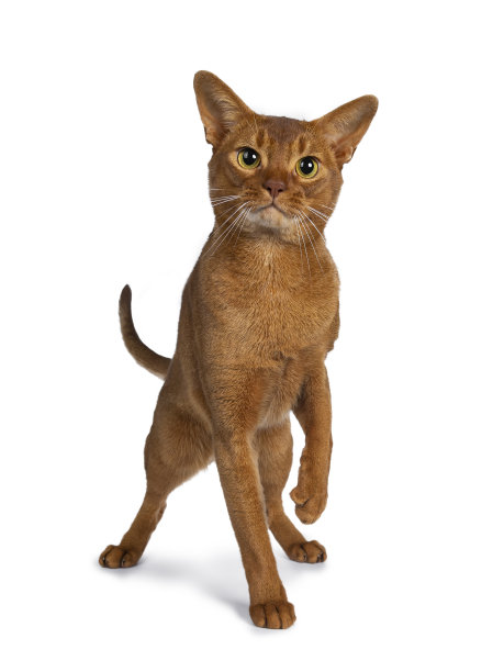 英俊优秀的年轻酸模阿比西尼亚雄性猫站在前面的观点，一只爪子在空中，看着聚焦在相机与黄色的眼睛。孤立在白色背景上。图片下载