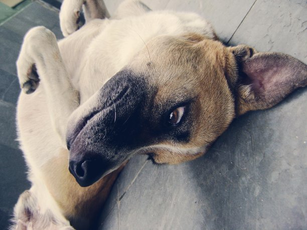 可爱的狗躺在地板上图片下载