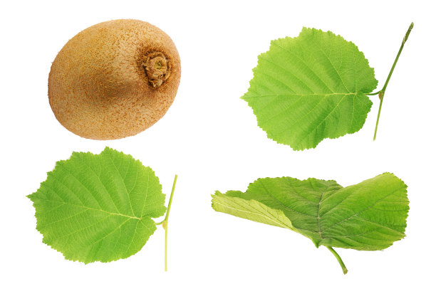 成熟的整个猕猴桃和叶孤立在白色背景图片下载