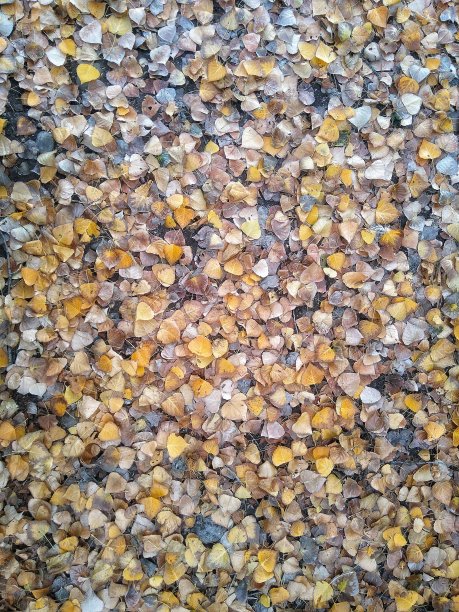 树叶落在地板上图片下载