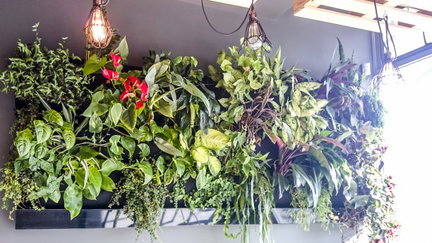 垂直花园的花图片下载