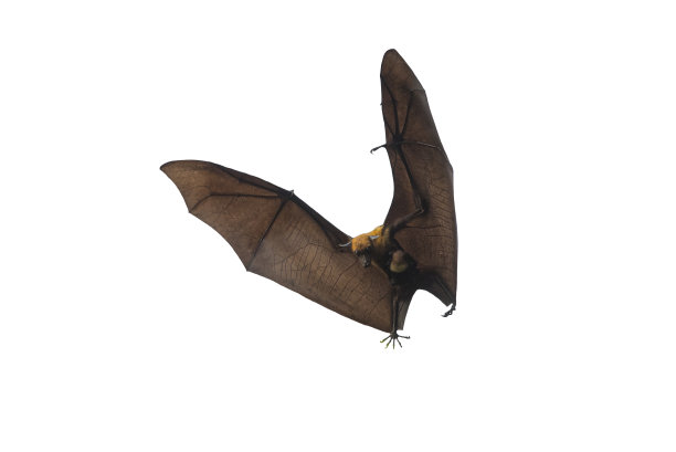 妈妈和宝宝在白色背景上孤立飞行图片下载