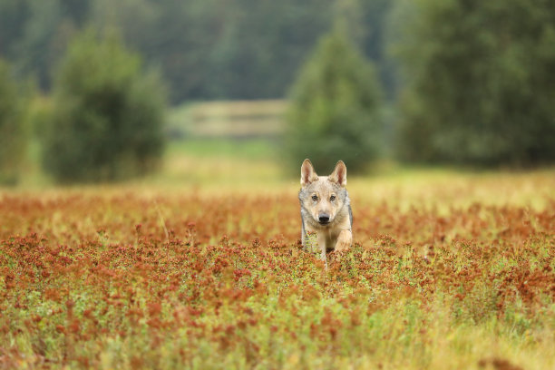 欧亚狼幼犬在彩色草地上奔跑的正面图——犬狼疮图片下载