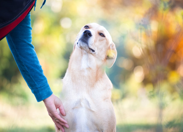 快乐的收养的狗。宠物救助的概念图片下载