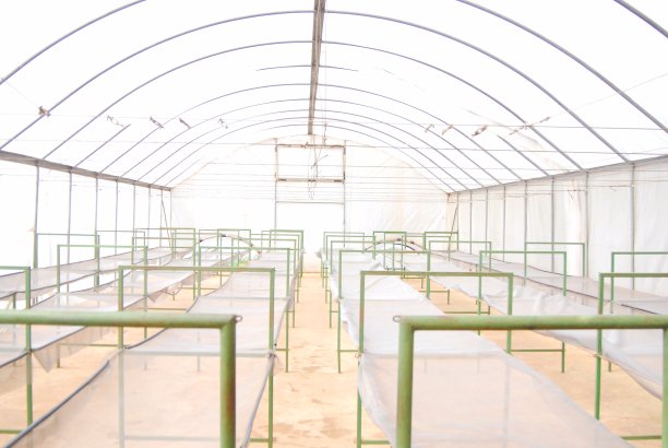 辣椒农场坦桑尼亚图片下载