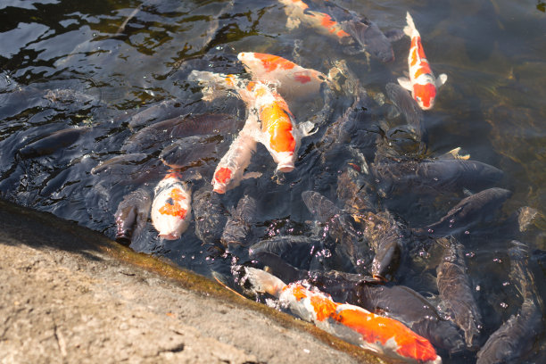 许多锦鲤鲤鱼图片下载
