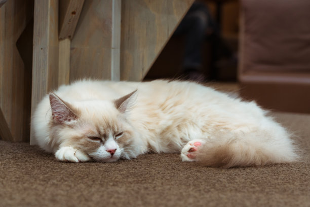 小猫咪的特写照片。猫正在睡觉和放松图片下载