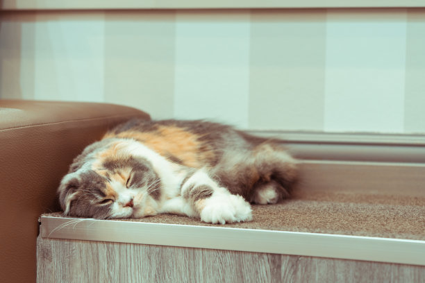 一只小猫咪的照片。猫正在放松地睡觉图片下载