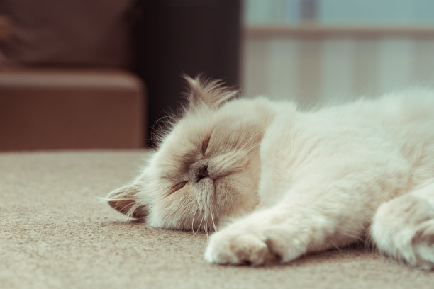 小猫咪的特写照片。猫正在睡觉和放松图片下载