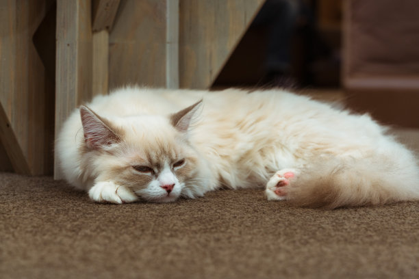 小猫咪的特写照片。猫正在睡觉和放松图片下载