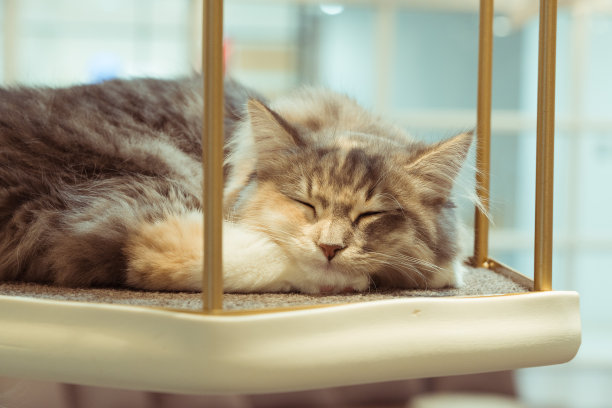 小猫咪的特写照片。猫正在睡觉和放松图片下载