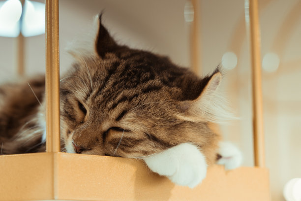 小猫咪的特写照片。猫正在睡觉和放松图片下载