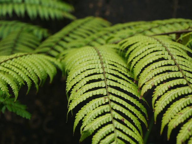 公园里的蕨类植物图片下载