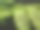 公园里的蕨类植物图片下载