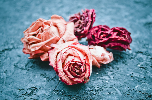 干红玫瑰花蕾在黑色混凝土表面的微距照片。图片下载