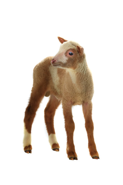 棕色的小绵羊上了白色的图片下载