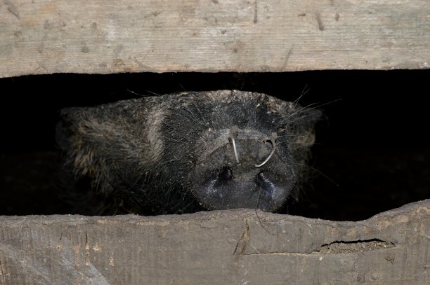 关在谷仓里的猪图片下载