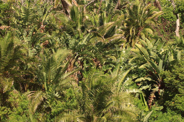 热带海岸森林的特写图片下载