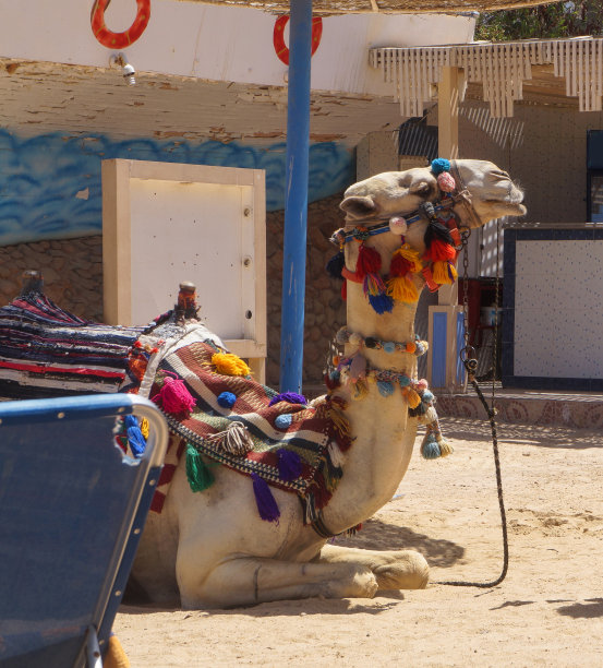 具有民族装饰的埃及房屋背景下的骆驼。 亚洲的洪加达和开罗。 设计素材照片图片下载