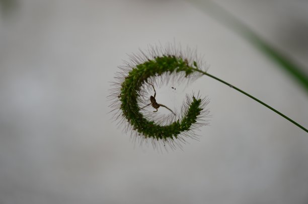 绿刺草和蜘蛛图片下载