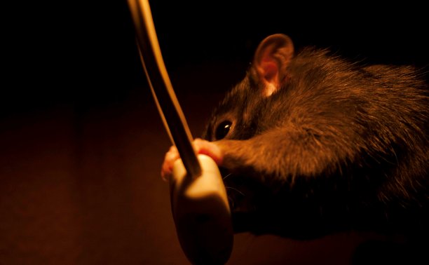 一只棕色的老鼠图片下载