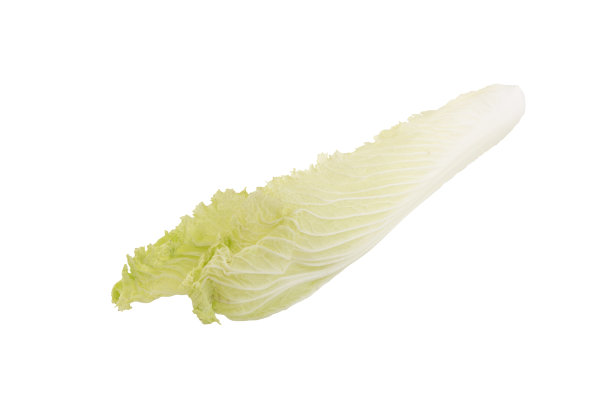 叶白菜或大白菜图片下载