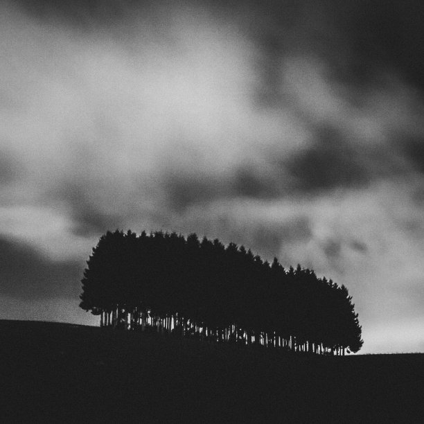 亚洲的阿尔派诺图片下载