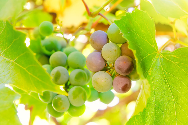 来分支素材图片